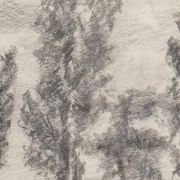 Black poplars - Detail